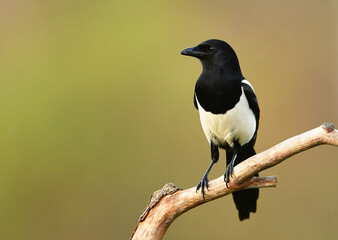 Magpie bird on the branch ( Pica pica )