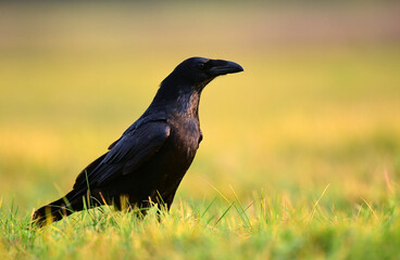 Raven (Corvus corax) close up