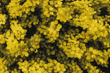 Yellow leaves of a plant on a dark background. © Julia