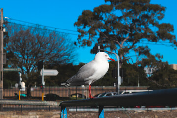 Pelican Of Sydney Fish Market