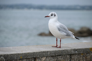 Petite mouette rieuse .