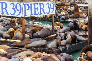  San Francisco. Pier 39.