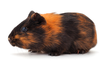Guinea pig isolated.