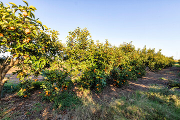 Row of persimmon trees with ripe fruits on branches in orchard. Israel