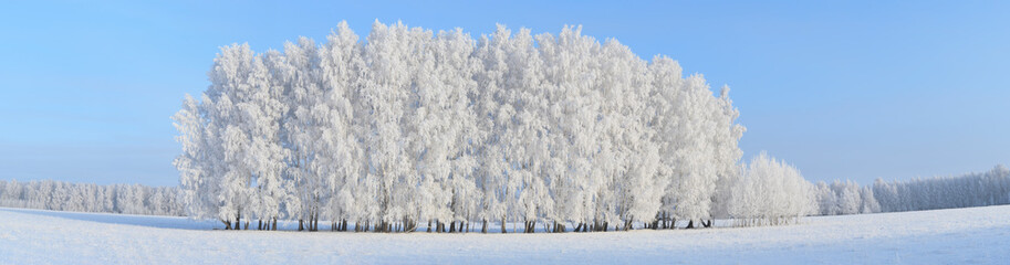 landscape with snow-covered trees and clear blue sky, panoramic winter landscape