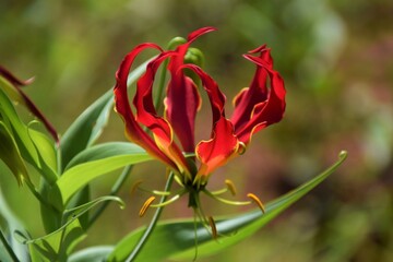 A flame lily flower in a national park in Zimbabwe 