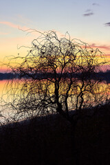Fototapeta na wymiar Silhouette of a willow tree without leaves on the river bank at autumn sunset