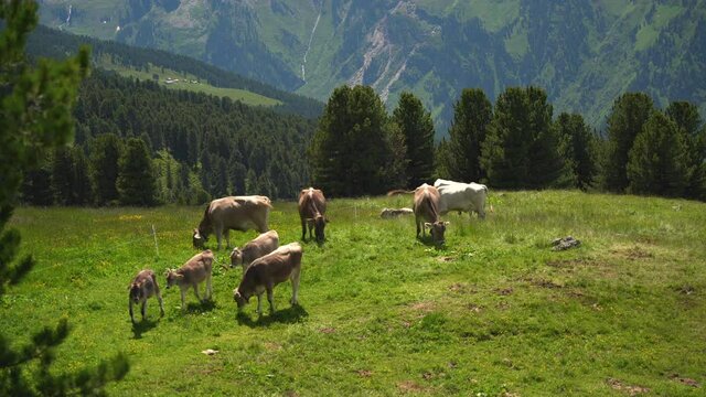 Kuh Alm Innsbruck