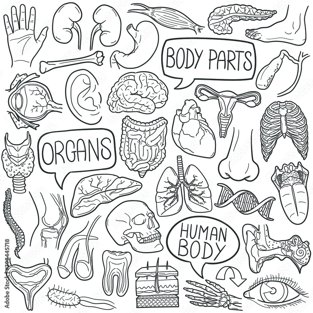 Wall mural human body doodle icon set. organs vector illustration collection. anatomy banner hand drawn line ar