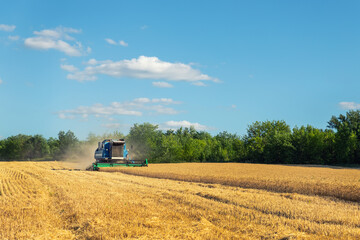 Fototapeta premium Scenic front view Big powerful industrial combine harvester machine reaping golden ripe wheat cereal field on bright summer or autumn day. Agricultural yellow field machinery landscape background