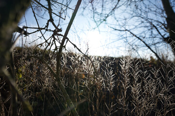 close up grass, beautiful light, winter morning  