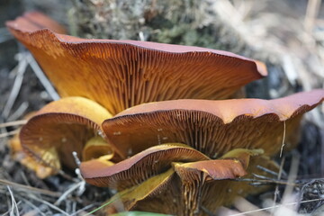 Fototapeta premium mushrooms