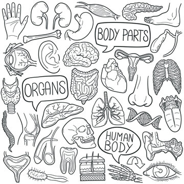 Human Body doodle icon set. Organs Vector illustration collection. Anatomy Banner Hand drawn Line art style.
