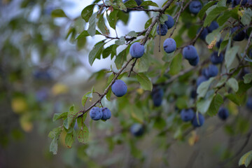 group of plums ripe in the orchard tree at dusk. Prunus domestica a tasty fruit