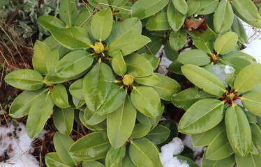 Frozen Rhododendron with green leaves in the snow. The first frosts, cold weather, icy water, frost and hoarfrost. Macro shot. Early winter. Blurred background.