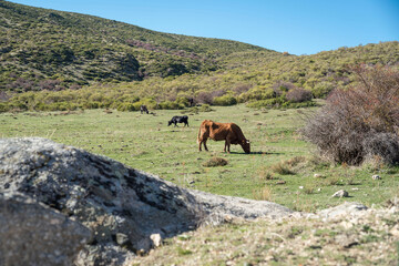 Beautiful shot of the grazing cattle on the grasses of Ambles Valley, Avila, Castile and Leon, Spain