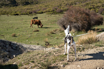 Beautiful shot of the grazing cattle on the grasses of Ambles Valley, Avila, Castile and Leon, Spain