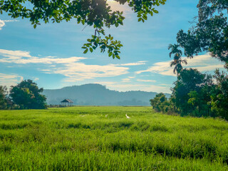 landscape with green grass and sky