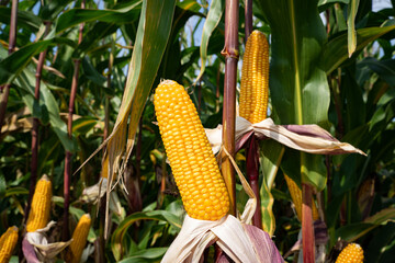 Züchtung von Maissorten - entblätterte reife Maiskolben auf einem Maisfeld. Landwirtschaftliches Symbolfoto.