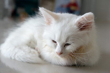 Sick little white kitten lying on floor with sad eyes © oppdowngalon