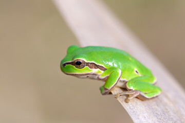 European tree frog (Hyla arborea formerly Rana arborea) small tree frog found in Europe wildlife. Hortobagy National Park, Hungary, puszta