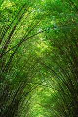 Green abstract of bamboo tunnel in sunny day