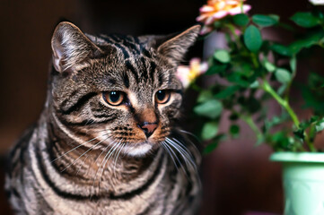 Fototapeta premium Young tabby cat close-up on a dark background.