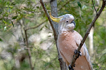 Pink cockatoo on a tree