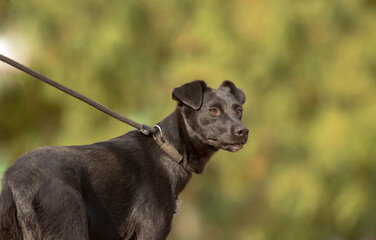 Black labrador mix breed dog on a choke leash, training and learning how to walk on a leash....