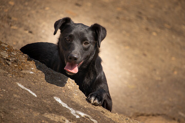 Black mixed breed Labrador dog lies gracefully looking in the direction of the camera with its paw on the stone.