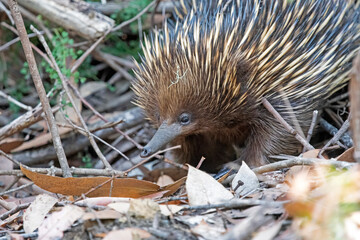 echidna in the bush