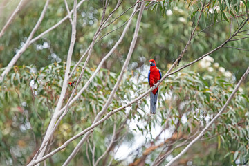 rosella bird and scarlet honeyeater