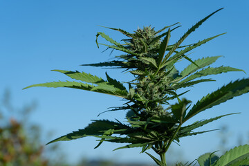 Planta de marijuana con fondo azul, cielo despejado, flores de cannabis y CBD medicinal, cosecha de exterior