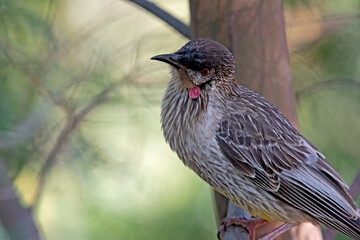 red wattle bird