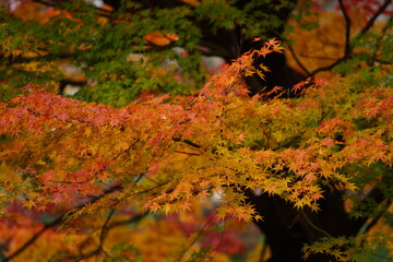 東京の紅葉