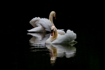 White swans, male and female dance elegantly on water surface of lake, symmetrical reflected in...