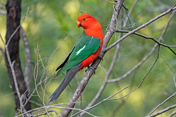 Male king parrot © ernest