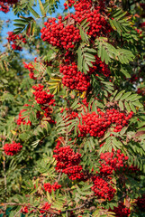 Rowan (Sorbus aucuparia) in park, Central Russia