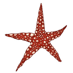 Vector Cartoon Starfish Illustration