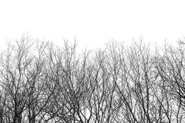 Photo of many black winter trees on white background