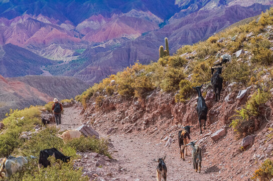 Photo of a man and a group of goats in the valley landscape in the path to the Garganta del Diablo in Tilcara, Jujuy, Argentina. Quebrada de Humahuaca