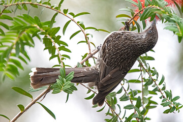  little wattle bird 
