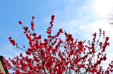 春　紅梅　青空　風景