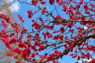 春　紅梅　青空　風景