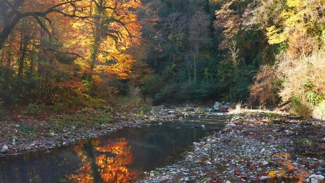 Khosta river at autumn. Flight over the river of Khosta in Caucasus Mountains during autumn sunny day. Yew and Boxwood Grove in Russia