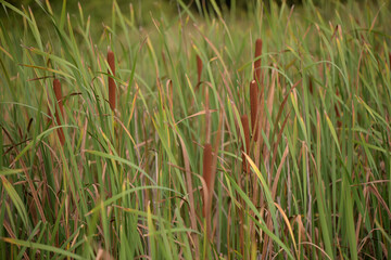 typha in the lake in cloudy weather. cattail during the summer