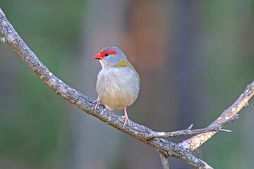  red finch on a branch