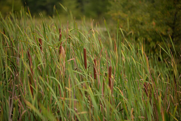 typha in the lake in cloudy weather. cattail during the summer