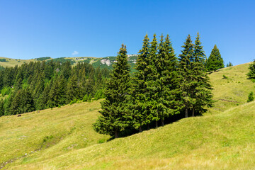 Fototapeta na wymiar Beautiful evergreen pine trees in Bucegi Mountains, Bucegi National park