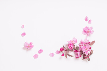 Fototapeta na wymiar pink apple flowers on white background